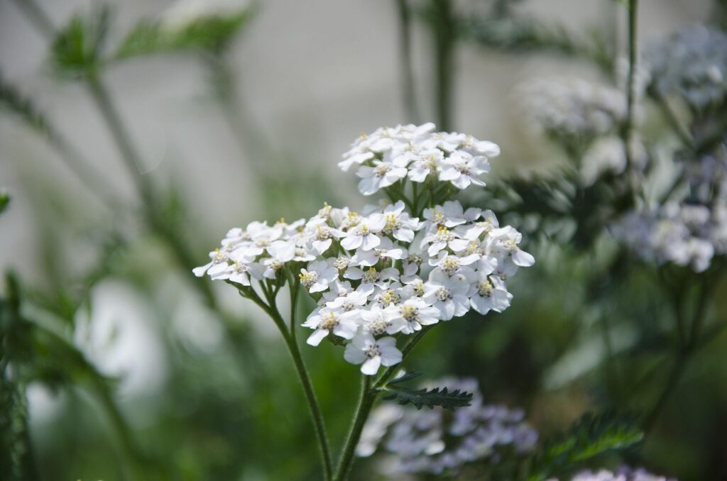 yarrow plant, yarrow, medicine herb, yarrow, yarrow, yarrow, yarrow, yarrow