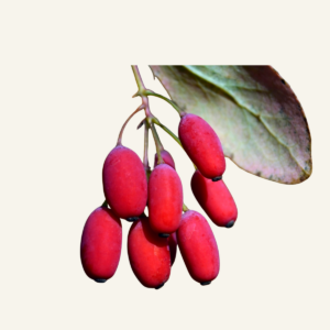 BERBERIS MARJAT  eli happomarjat 90 g