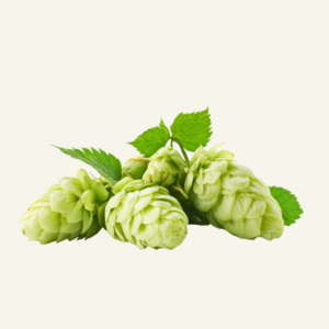 Humalankäpy kuivattu 10 g