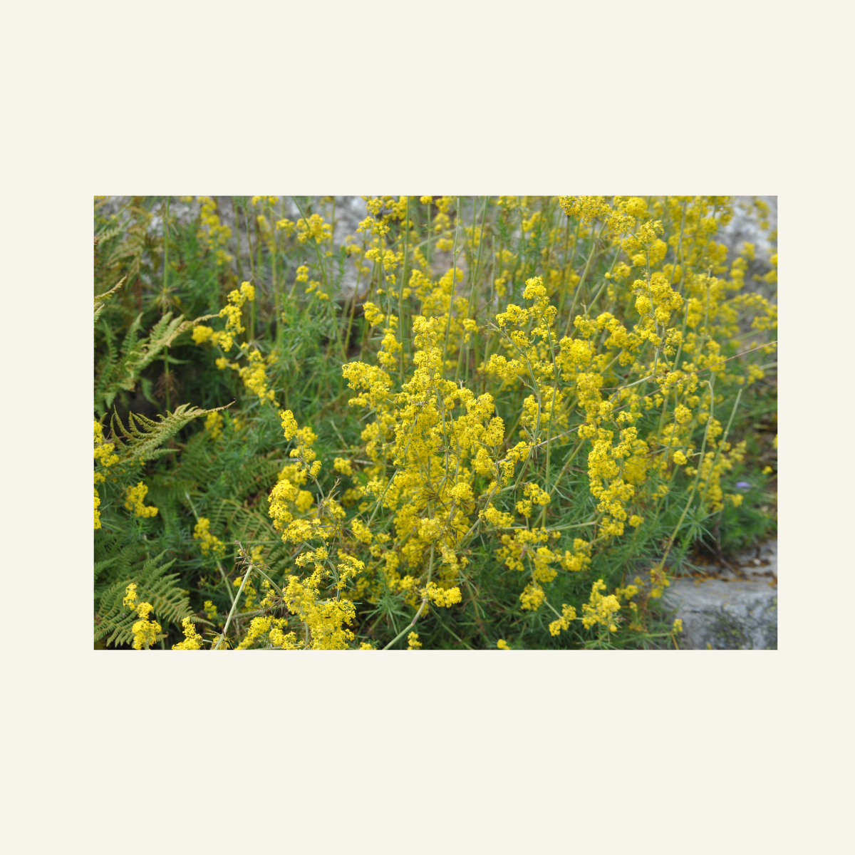 KELTAMATARA 70 g