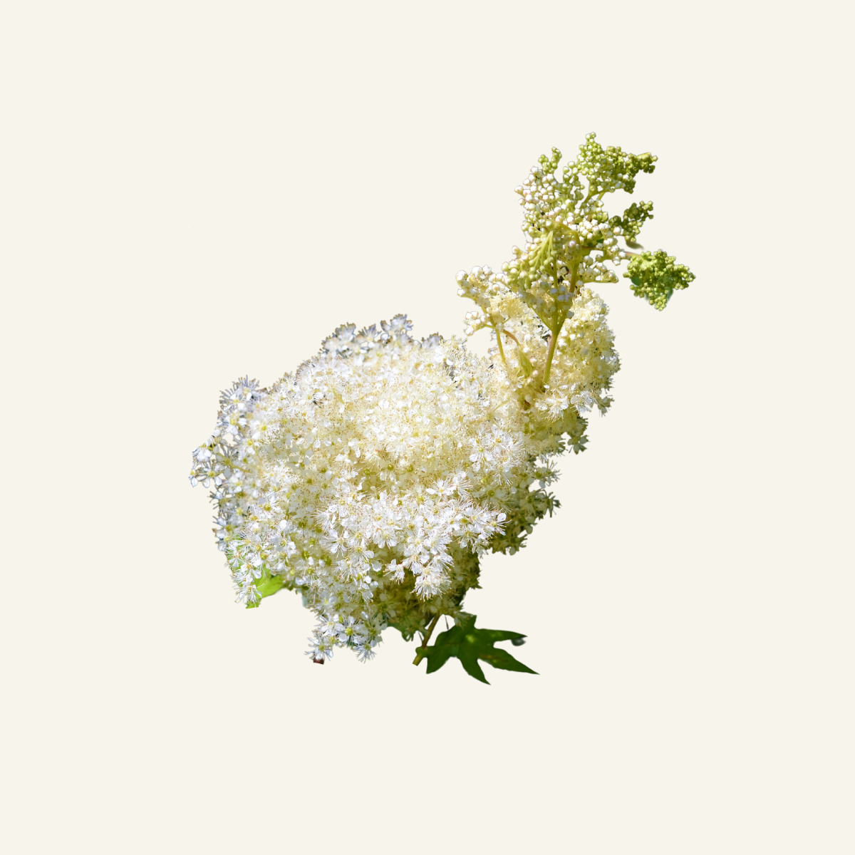 Mesiangervon – kuivattu kukka 30g - Image 2