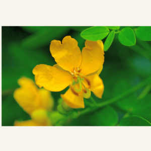 SENNA 60 g