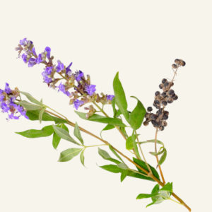 MUNKINPIPPURI - Vitex agnus-castus 40 g