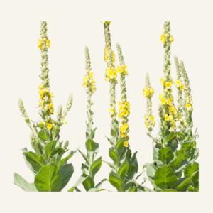 TULIKUKAN KUKKA 40 g