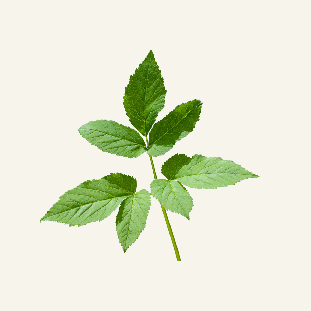 VUOHENPUTKI 20 g